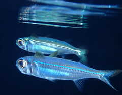 Red Sea Hardyhead Silverside photo 1