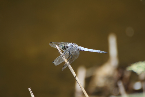 Black-tailed Skimmer