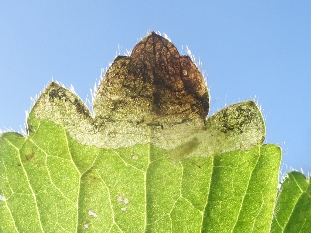 Phytomyza fallaciosa