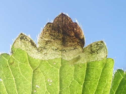 Phytomyza fallaciosa