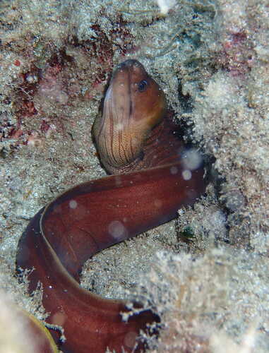 Brown moray (Gymnothorax unicolor) — Muraenidae — 2
