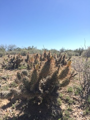 Grusonia kunzei