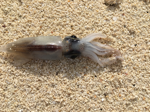 Representative image of Abralia