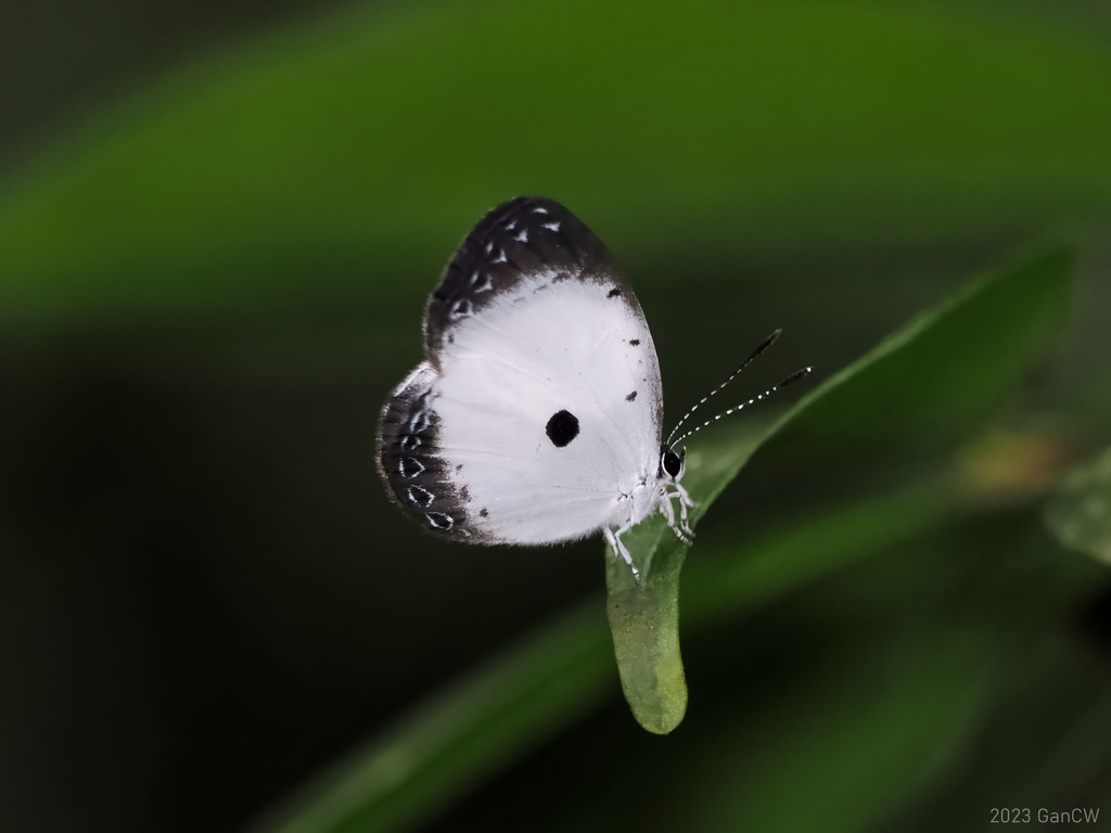 Pied Blue