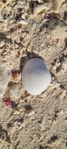 Fimbria fimbriata observed 2023-11-02