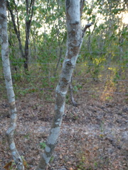 Karwinskia latifolia