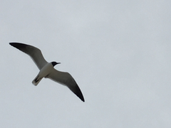 Leucophaeus atricilla