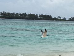 Leucophaeus atricilla