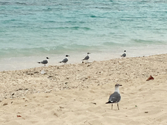 Leucophaeus atricilla