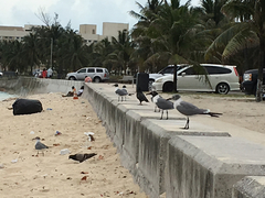 Leucophaeus atricilla