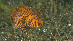 Starry Toadfish photo 4