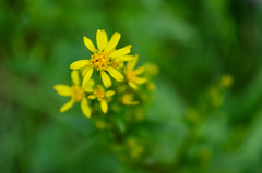 Solidago virgaurea