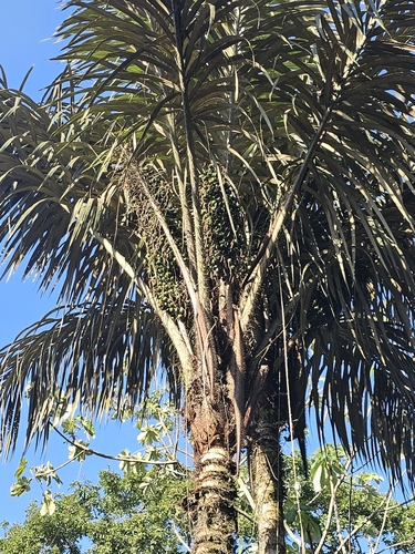 Tucum palm