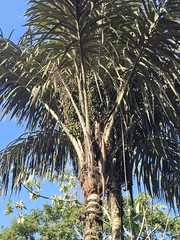 Tucum palm