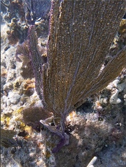 Gorgonia