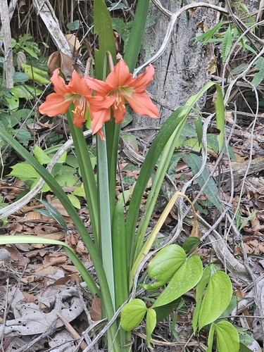 Hippeastrum puniceum