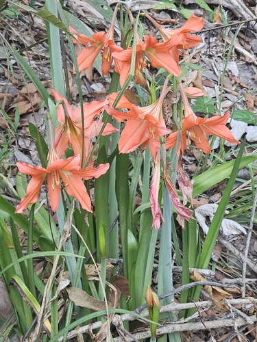 Hippeastrum puniceum