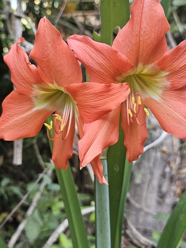 Image of Hippeastrum puniceum by no rights reserved