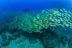 Lutjanus argentiventris