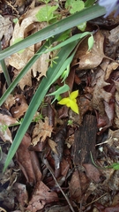 Calochortus amabilis