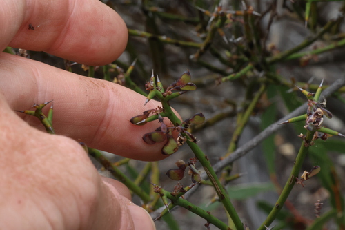 Image of Daviesia aphylla by (c) Greg Tasney, some rights reserved (CC BY-SA)