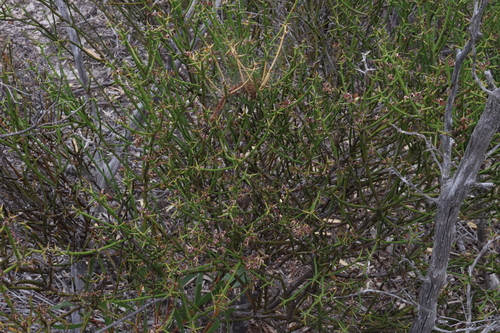 Image of Daviesia aphylla by (c) Greg Tasney, some rights reserved (CC BY-SA)