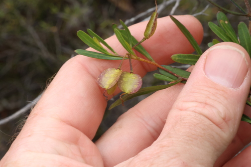 Dodonaea amblyophylla (Dodonaea amblyophylla)