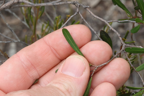 Image of Dodonaea Amblyophylla (Dodonaea amblyophylla) by (c) Greg Tasney, some rights reserved (CC BY-SA)