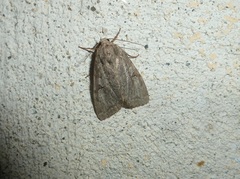 Apterogenum ypsillon