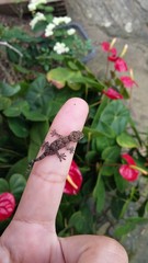 Hemidactylus mabouia