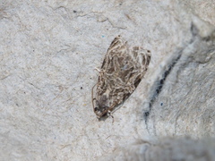 Phaecasiophora leechi