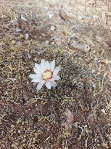Gymnocalycium erinaceum