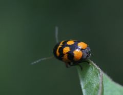 Cryptocephalus anticus