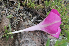 Ipomoea elongata