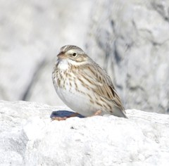 Passerculus sandwichensis princeps