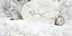 Passerculus sandwichensis princeps