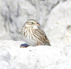 Passerculus sandwichensis princeps