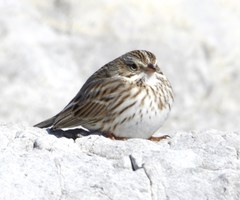 Passerculus sandwichensis princeps