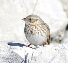 Passerculus sandwichensis princeps