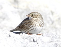 Passerculus sandwichensis princeps