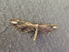 Eupithecia subapicata