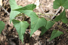 Ipomoea elongata