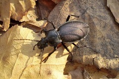 Carabus aeruginosus