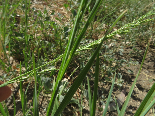 Poa fordeana