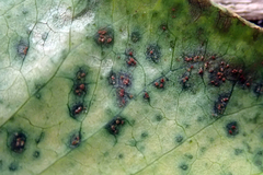 Puccinia otagensis