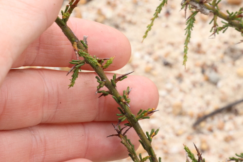 Image of Acacia acanthoclada by (c) Greg Tasney, some rights reserved (CC BY-SA)