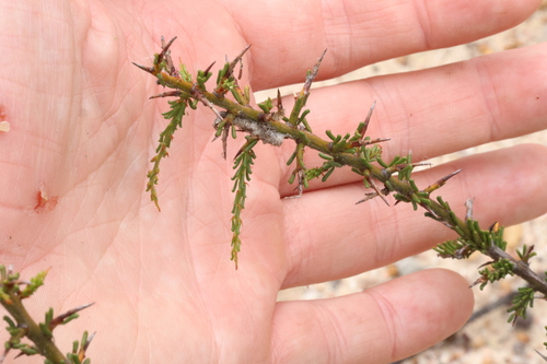 Image of Acacia acanthoclada by (c) Greg Tasney, some rights reserved (CC BY-SA)