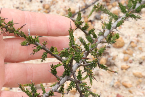 harrow wattle (Acacia acanthoclada)