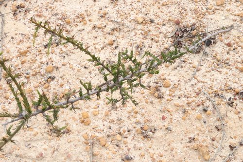 Image of Acacia acanthoclada by (c) Greg Tasney, some rights reserved (CC BY-SA)