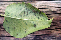 Puccinia otagensis